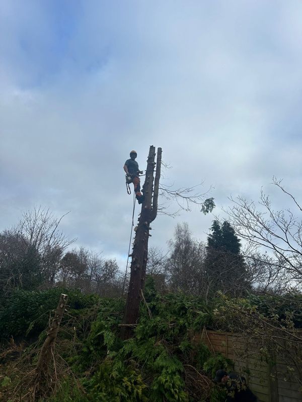 Tree climber in a helmet and harness standing high on a bare conifer trunk with a rope hanging below