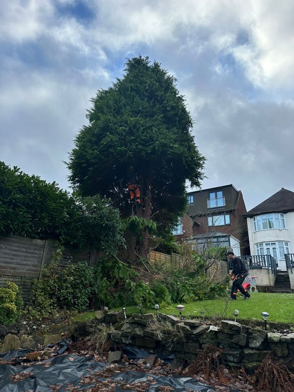 Large dark green conifer with a climber visible in its branches and brick houses beyond the garden wall