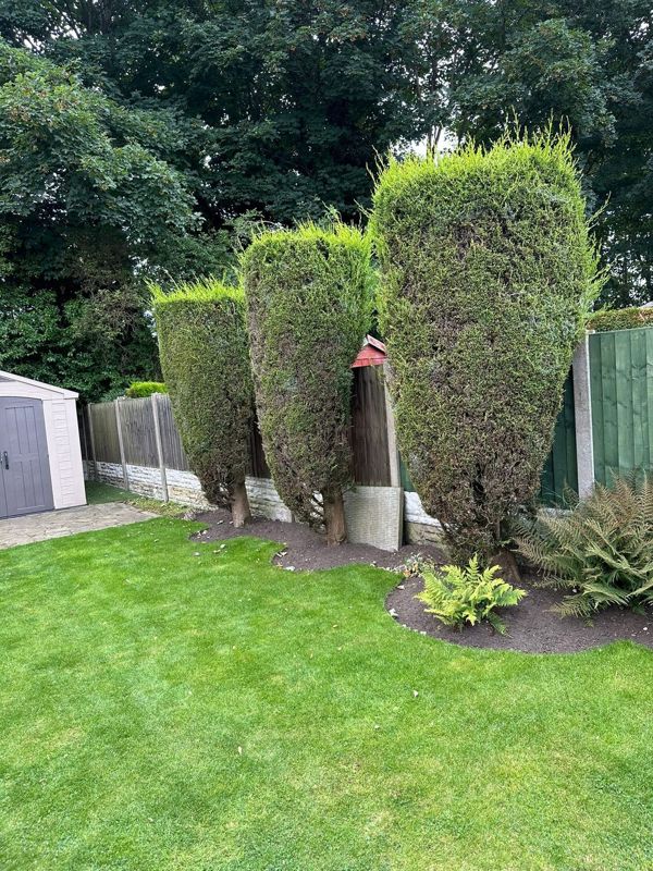 Three tall conifers with neat tapered outlines and bare lower trunks standing against a timber fence over dark mulch