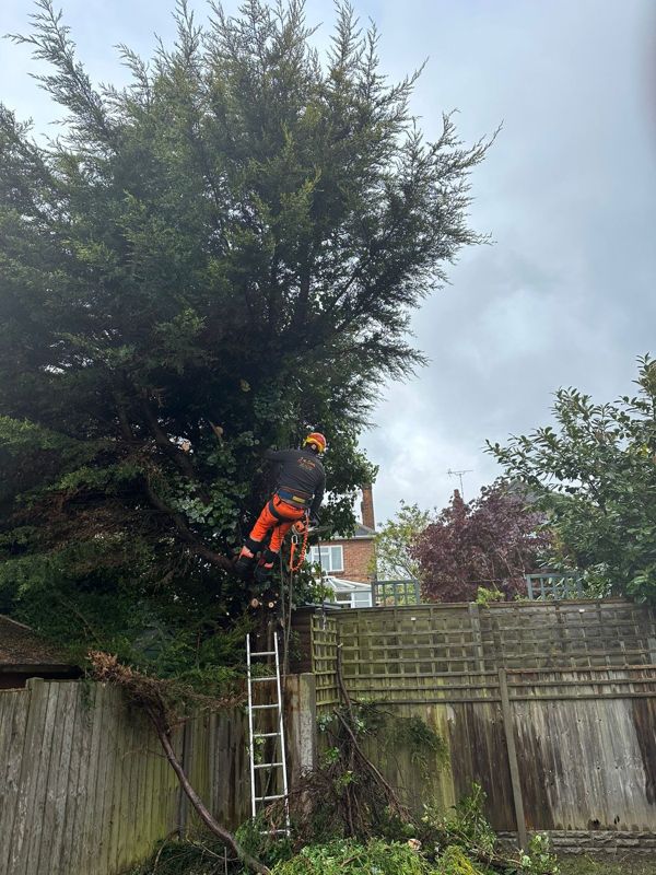Climber in orange trousers and helmet standing in a large conifer with a ladder propped against a garden fence