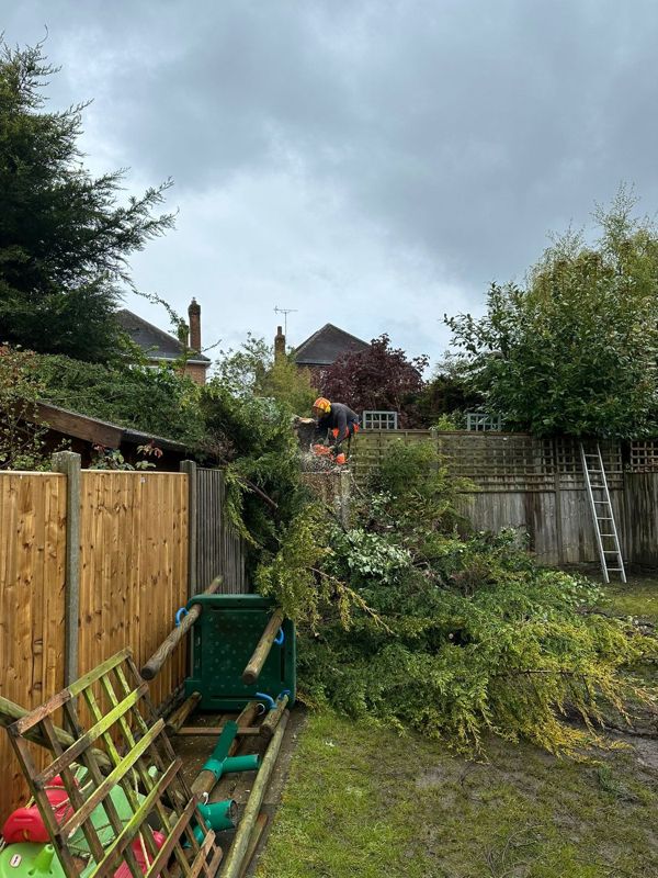 Pile of cut conifer branches on the lawn with a climber working on the remaining tree beyond the fences