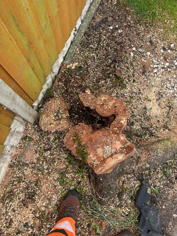 Close-up of a freshly cut tree stump with a hollow centre, sawdust and a work boot in the corner