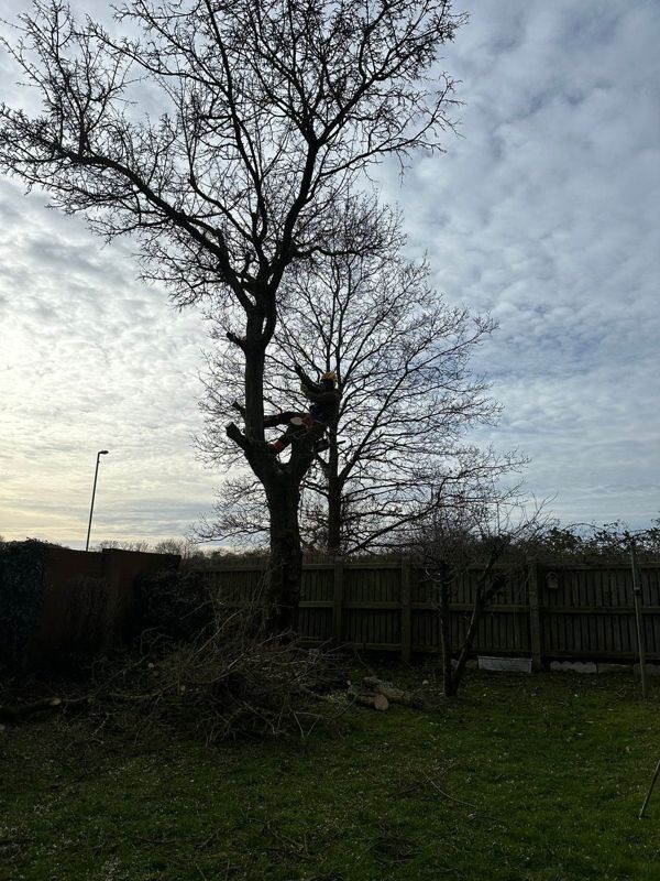 Climber high in a tall bare tree beside a garden fence, with a heap of cut branches on the lawn