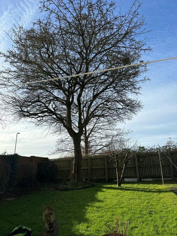 Large leafless tree with spreading branches beside a wooden fence, a washing line crossing in front under blue sky