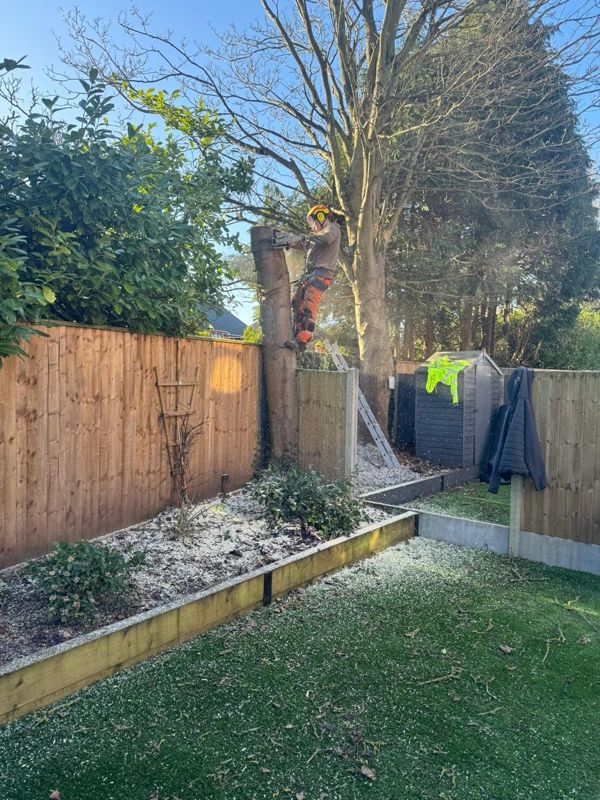 Tree climber with a saw cutting a trunk beside timber fences, a shed and an artificial lawn