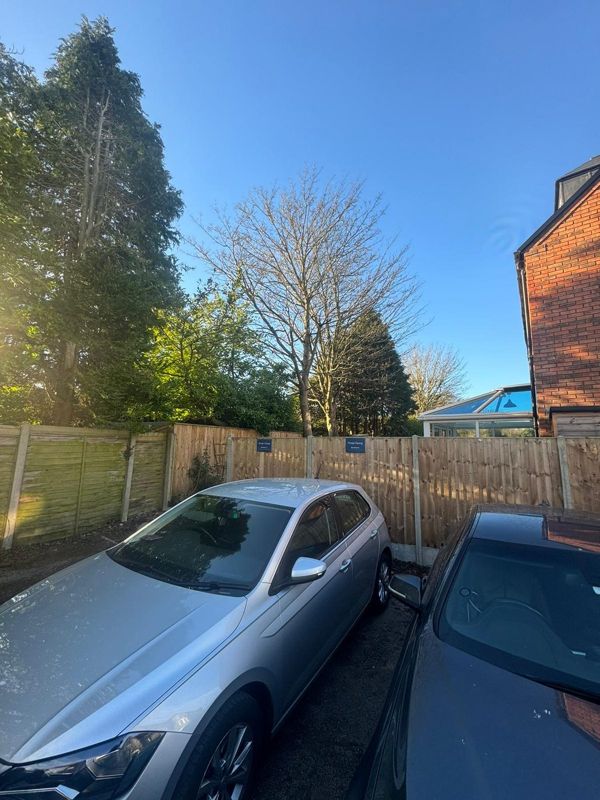 Tall bare tree and a large conifer behind fences, seen from a parking area beside a brick house