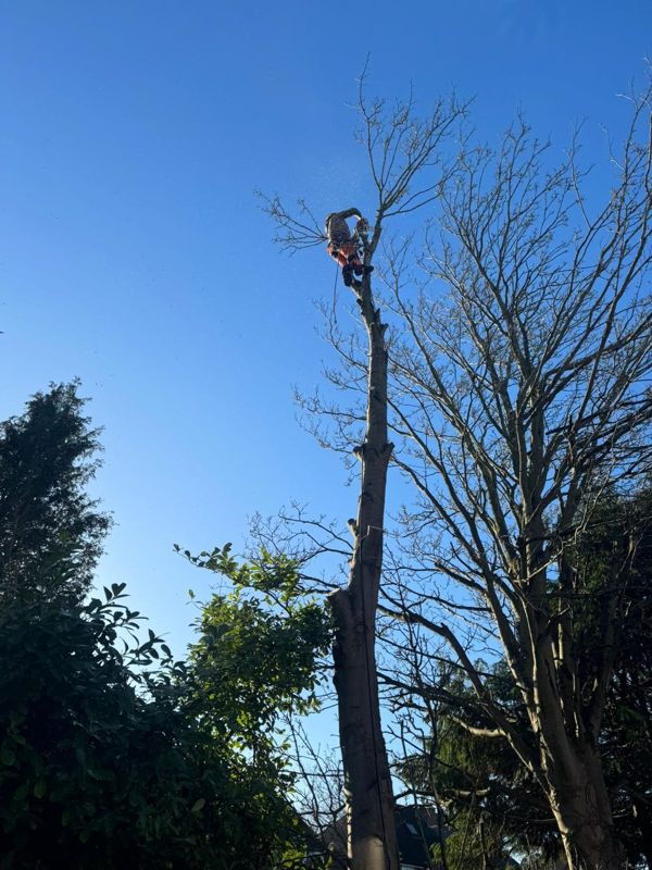 Climber high on a bare tree trunk against a clear blue sky, with other branches around