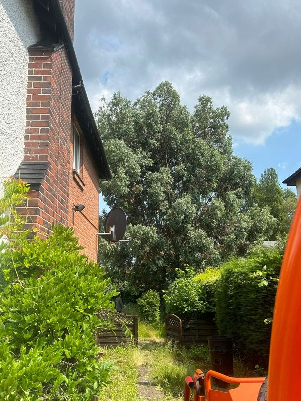 Large leafy tree rising behind a brick house side wall with a satellite dish