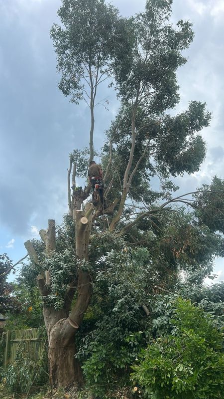 Climber on a tall trunk high in a tree crown, with leafy branches around him