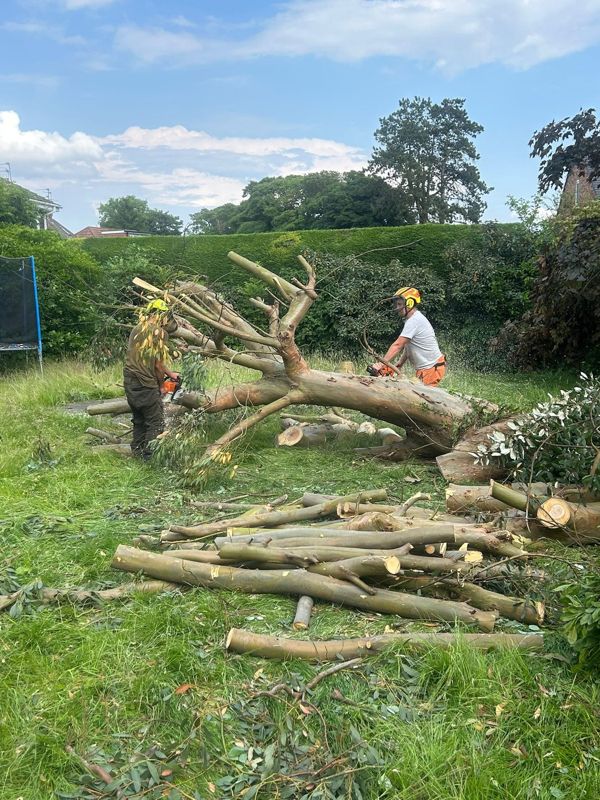 Two workers with chainsaws cutting a large fallen limb among cut logs on a lawn