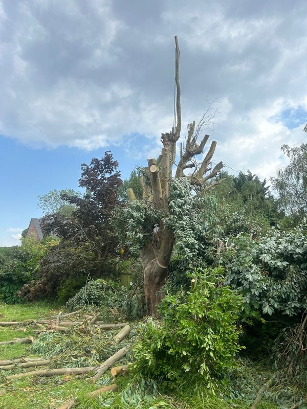 Tall remaining trunk with cut stubs rising above shrubs and stacked branches on the grass