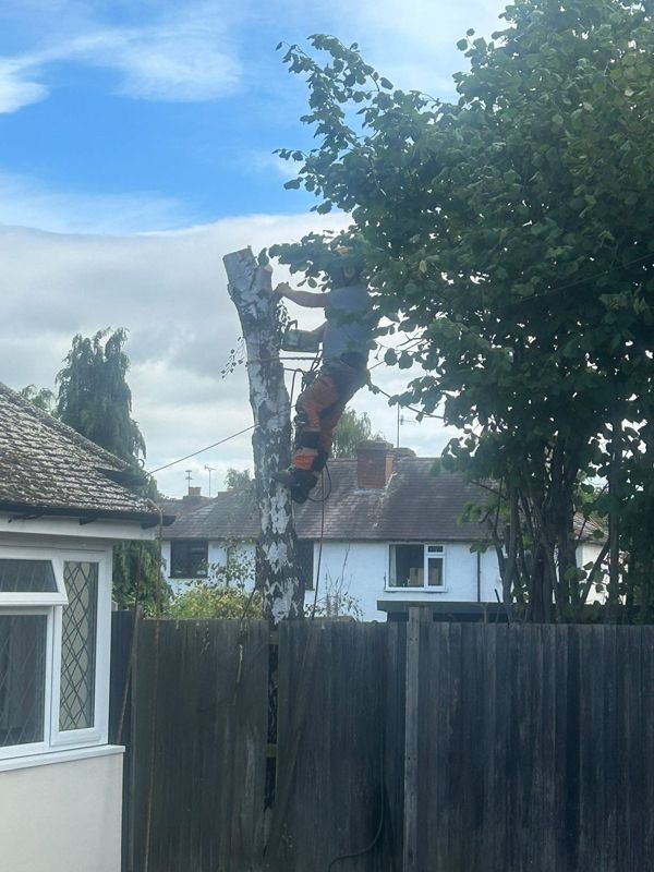 Climber on a white-barked birch trunk cut short, above a tall dark timber fence
