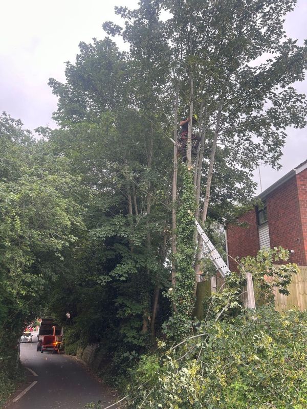 Climber high in a tall ivy-covered tree beside a brick house, above a narrow lane