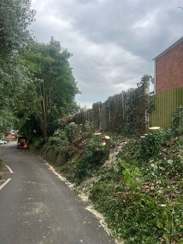 Sloping ivy-covered bank beside a lane with cut tree stumps along the fence line and sawdust at the edge