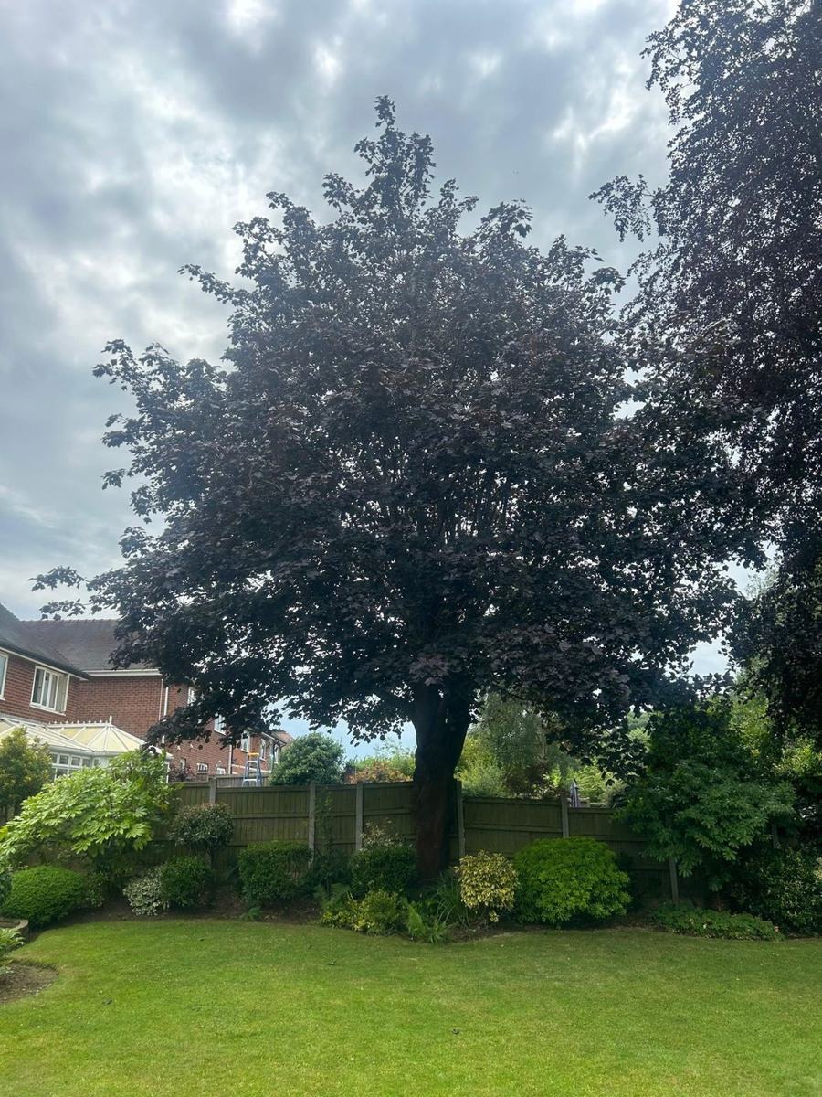 Crown Lifting in Shirley