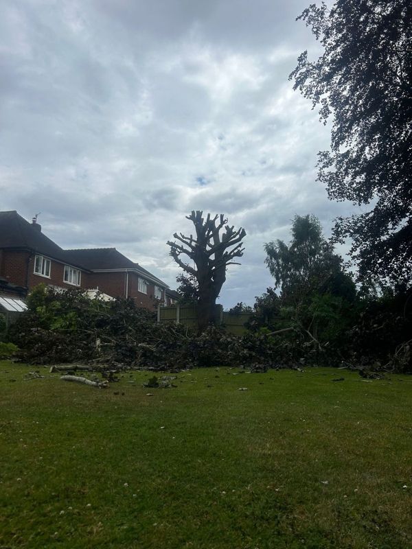 Tree cut back to a bare framework with a pile of leafy branches on the lawn