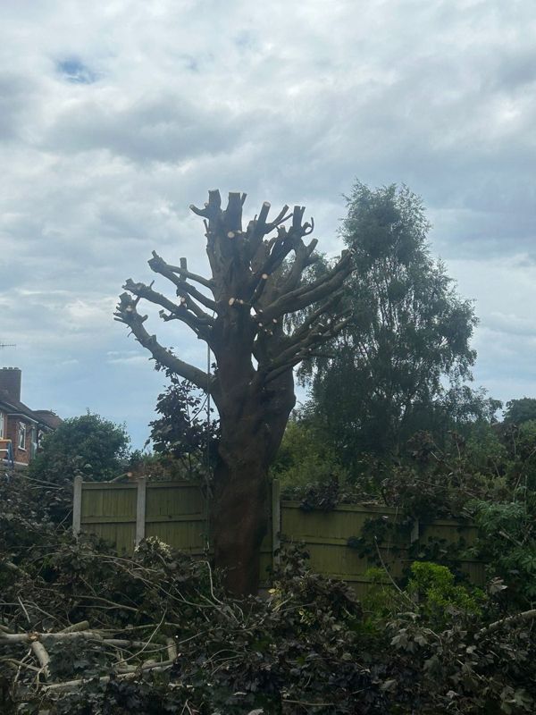 Close view of a heavily reduced tree showing fresh cut ends on short limbs