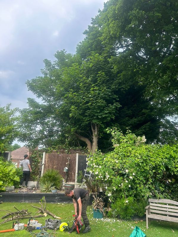 Tall leafy tree behind a garden fence with climbing kit and chainsaws laid on the lawn