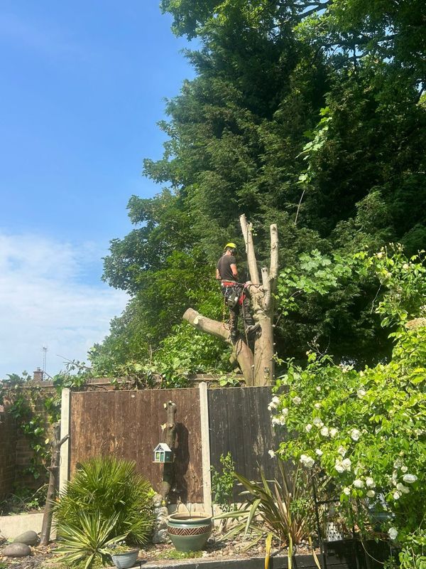 Tree surgeon on a partly cut trunk above a fence with conifers behind