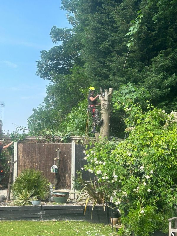 Tree surgeon in a helmet cutting a trunk down in sections above a garden fence