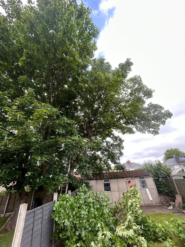 Large multi-stemmed tree overhanging a garden shed with a ladder against it and cut branches below