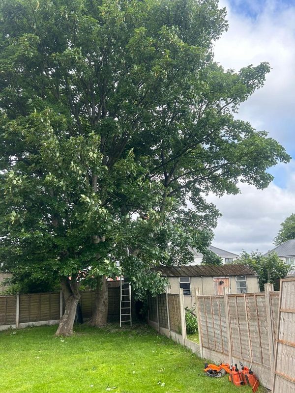 Tall tree with a ladder at its base beside fences and a lawn with orange fuel cans