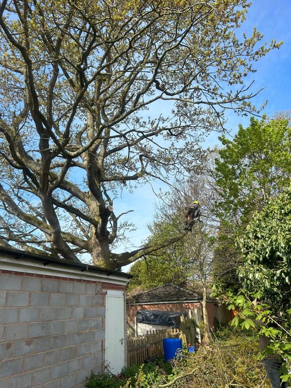Climber in a helmet working on a large limb of a mature oak above a block garage
