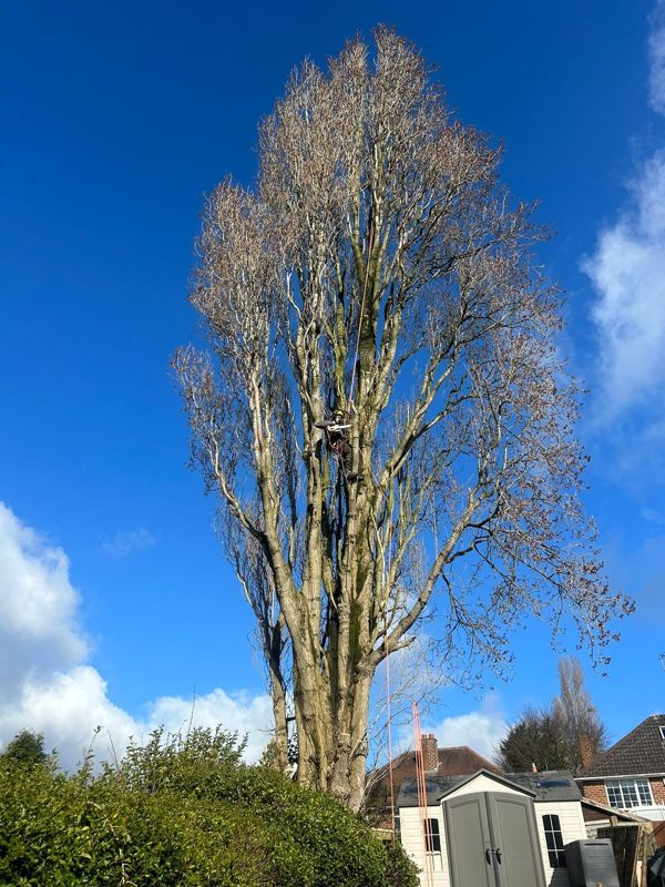 Very tall slim bare tree with a roped climber halfway up and garden sheds below