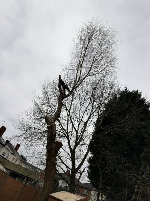 Climber working near the top of a tall leafless tree beside a large dark conifer and nearby houses