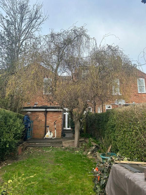 Weeping tree with twisted hanging branches in a narrow back garden in front of a brick terraced house