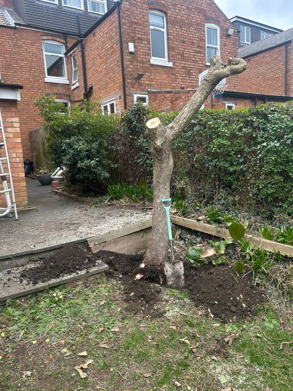 Cut-down tree trunk beside a raised bed with a spade and dug soil at its base