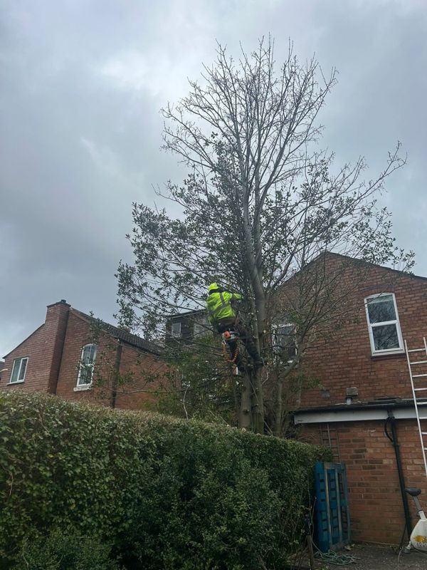Climber in hi-vis clothing working among the branches of a tall tree next to a clipped hedge and brick house