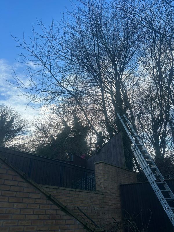 Climber silhouetted on a tall fence beside a ladder leaning against a bare tree above a brick wall
