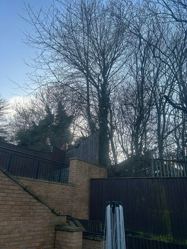 Tall bare trees behind a brick retaining wall and dark fences with a washing line in the foreground