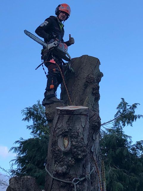 Climber in an orange helmet standing on a large cut tree trunk holding a chainsaw with a thumb raised