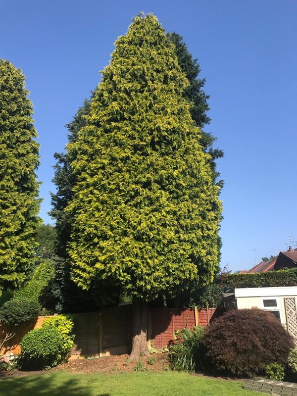 Tall golden conifer in a back garden with a bare trunk below the canopy, a fence, shed and red maple