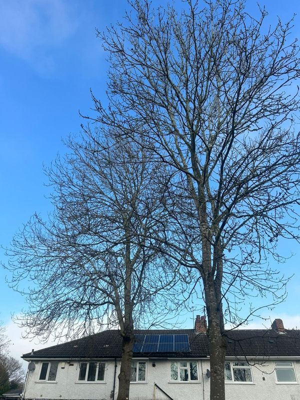Two tall bare winter trees standing behind the roofline of a white rendered row of houses