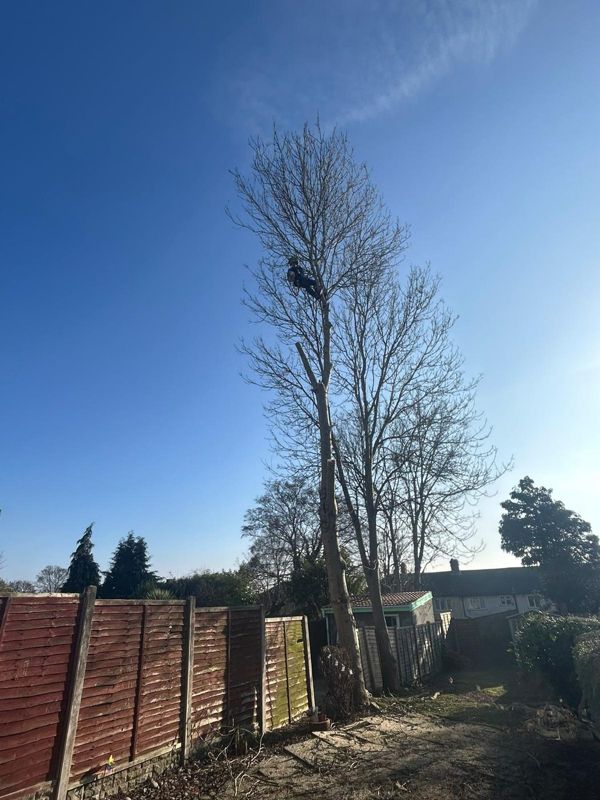 Climber high in a tall bare tree above garden fences and a shed in blue sky