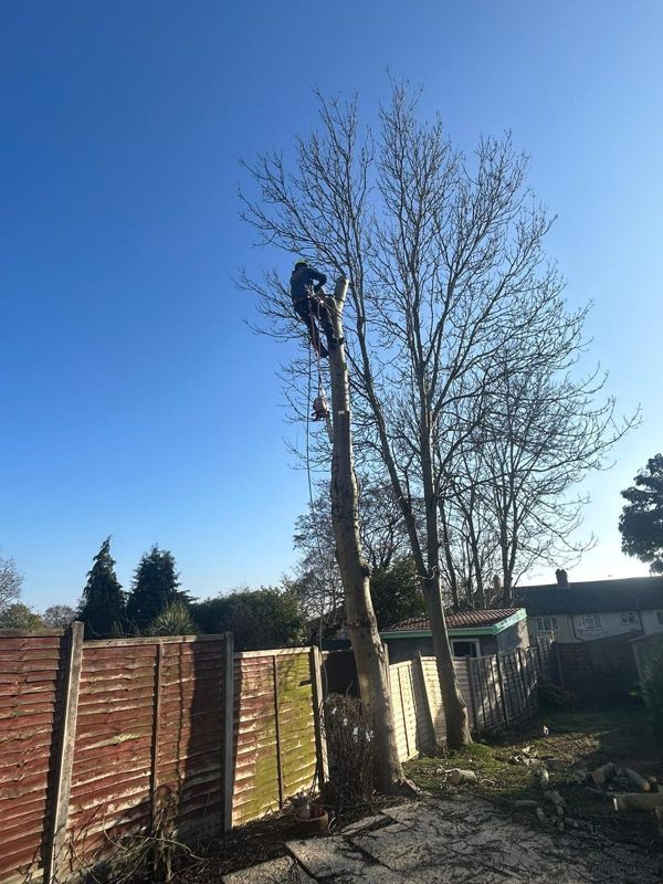 Climber on ropes at the top of a cut tree stem with logs lying in the garden below