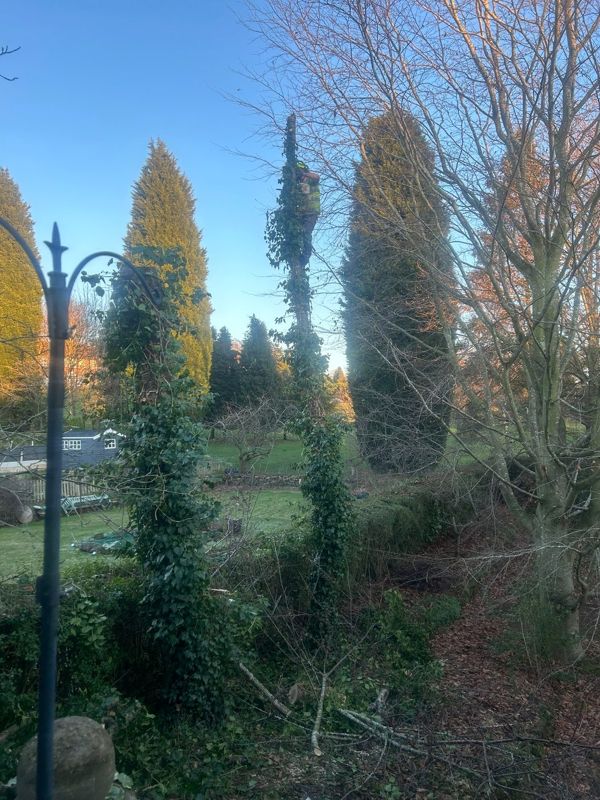 Climber near the top of a tall ivy-covered tree stem with conifers and a summerhouse behind