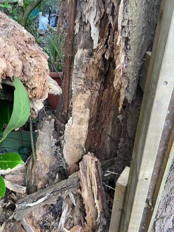 Close view of a heavily decayed tree trunk with peeling bark and fallen rotten wood beside a fence post