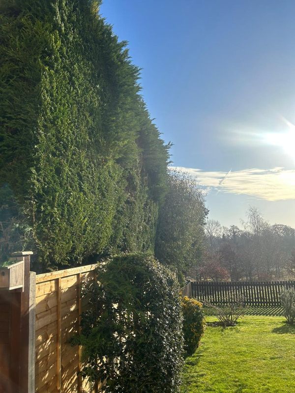 Tall dark green conifer hedge rising above a wooden fence with a round shrub and green lawn