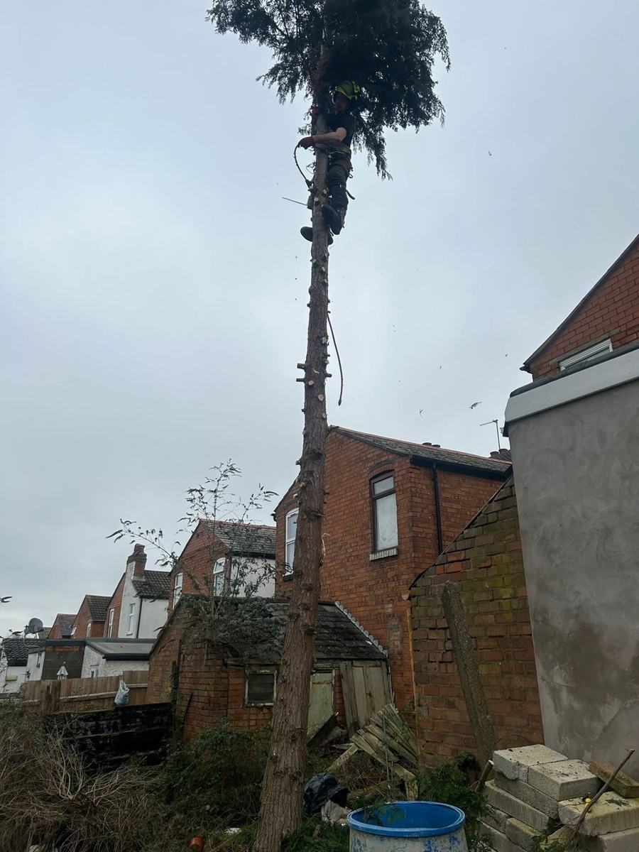 Tree Felling in Sutton Coldfield