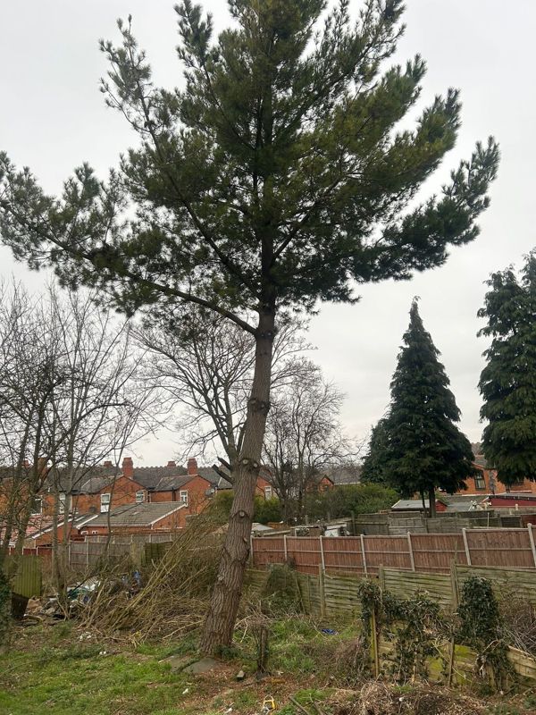 Large leaning pine tree in a back garden with fences, brick houses and conifers behind