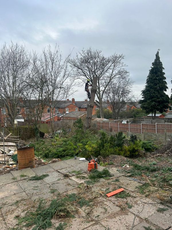 Climber working on a cut trunk above a pile of pine branches and a chainsaw on paving