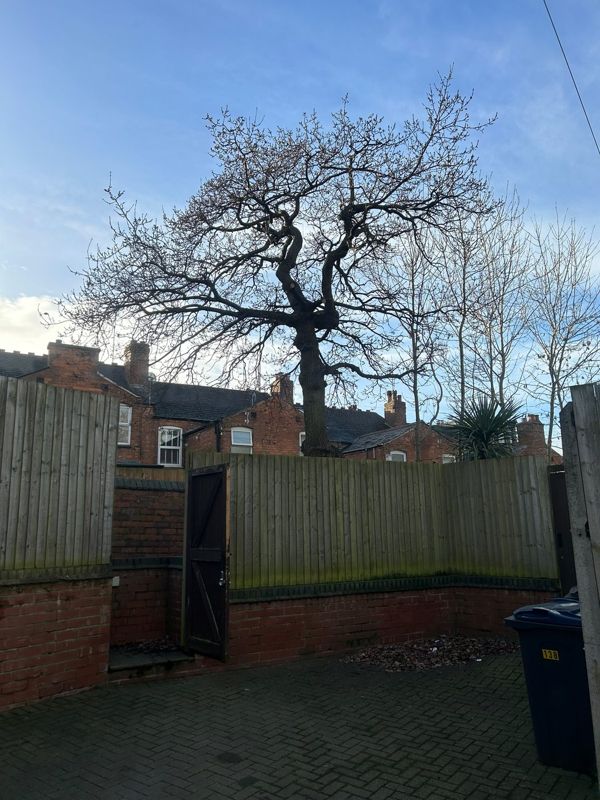 Mature bare oak tree rising behind a close-board fence and low brick wall in a paved yard