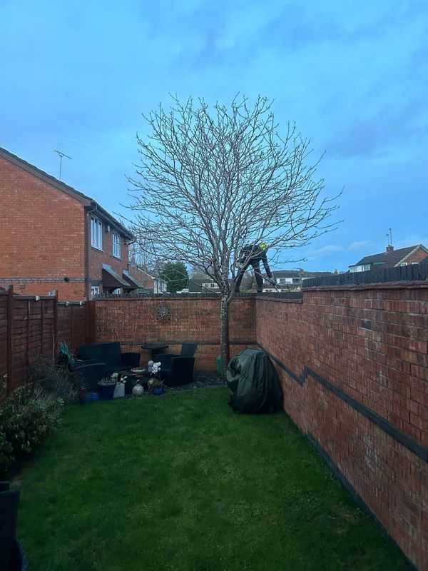 Bare garden tree in a narrow lawn with a climber standing on the brick wall beside it