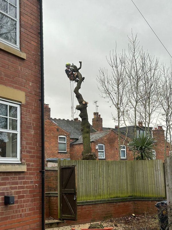 Tree climber in a harness cutting near the top of an oak trunk beside a brick house