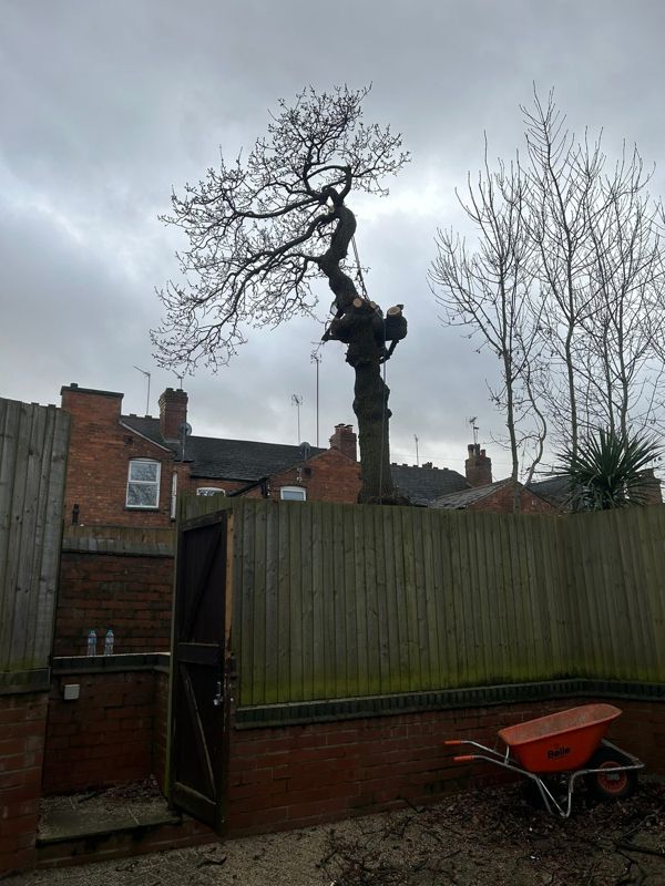Partly reduced oak with fresh cut stubs, a garden gate and an orange wheelbarrow in the yard