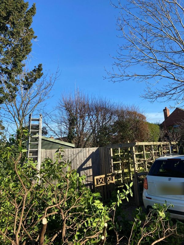 Cut green branches in a garden with a ladder against a shed and bare trees behind